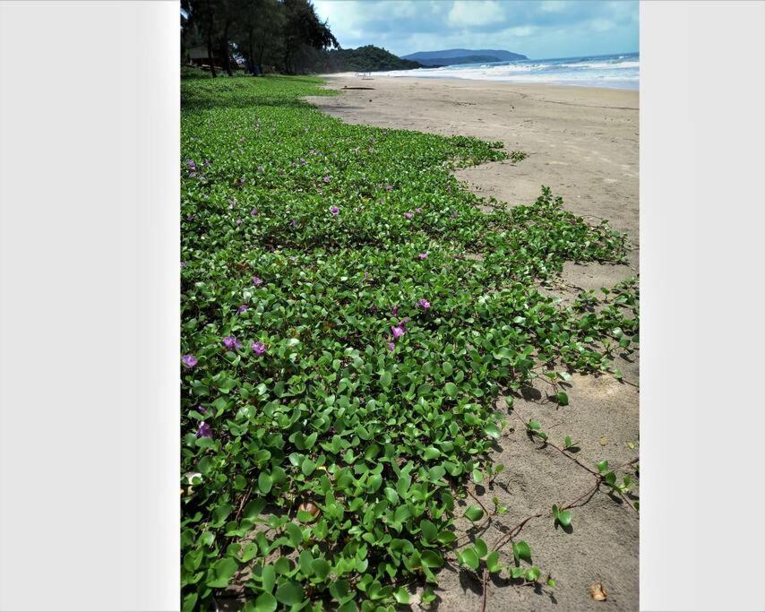 Cockerel Homestay - Traditional Beach Village - Goa 卡纳科纳 外观 照片
